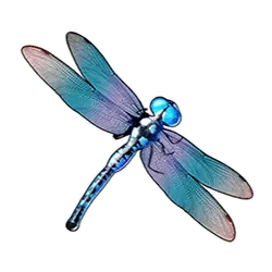 Icon 3